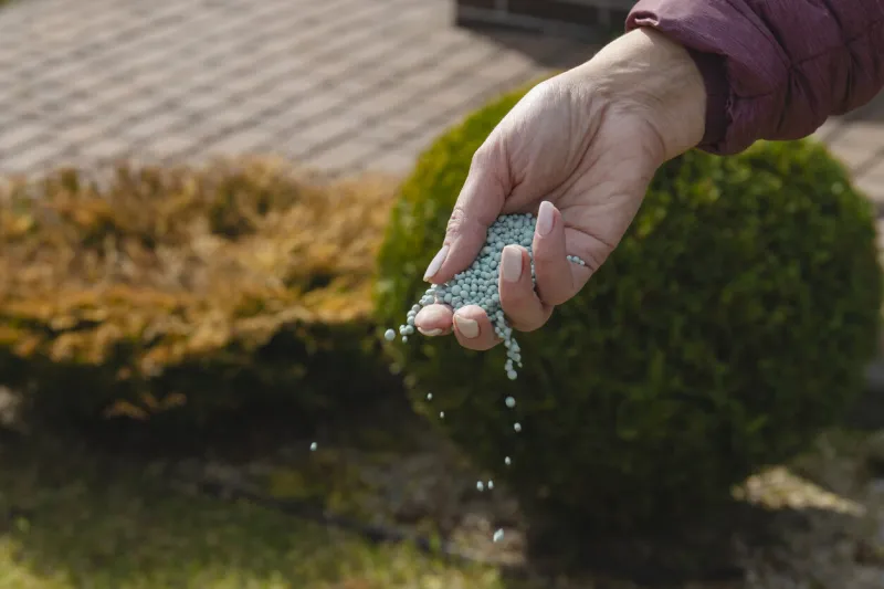 one woman farmer is fertilizing the lawn soil fertilizer for lawns in springtime for the perfect lawn high quality photo