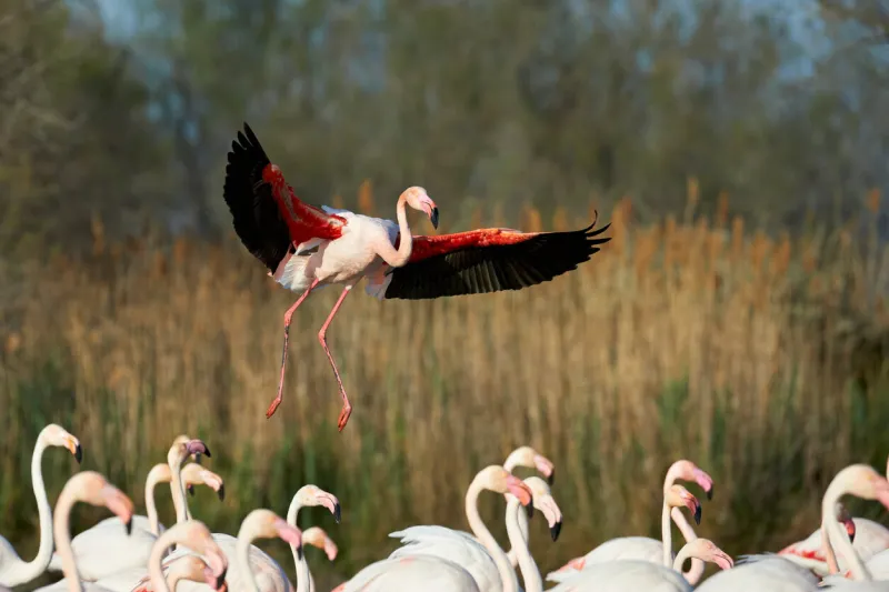greater flamingo in flight over a group of other flamingos