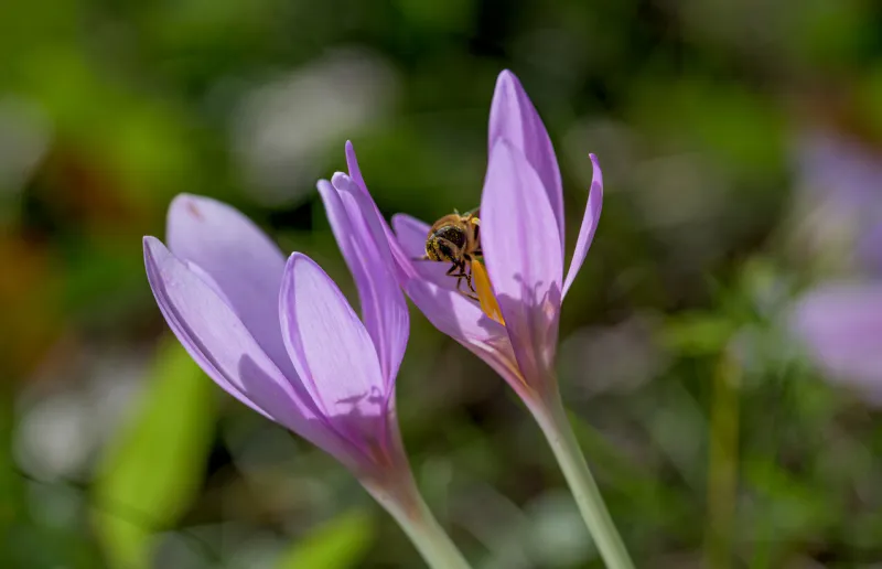 colchicum autumnale, commonly known as autumn crocus, meadow saffron, or naked ladies
