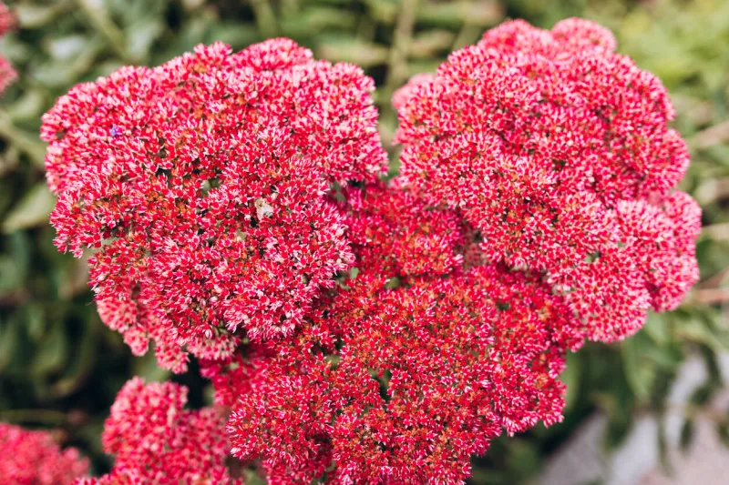bumblebee on beautiful decorative garden plant sedum spectabile at autumn sunny day flower card background with pink sedum and sun rays or floral wallpaper