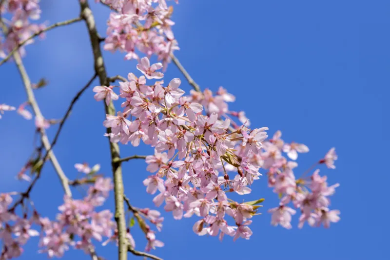 close up prunus subhirtella tree with flowers at amsterdam the netherlands 12-4-2021