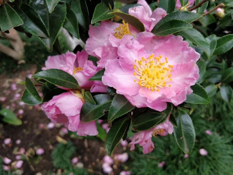 camellia sasanqua spring in the chinese garden of friendship, sydney, australia
