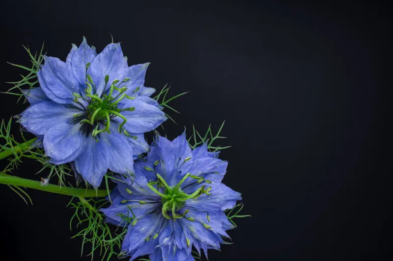 photo of beautiful spring blue cornflowers