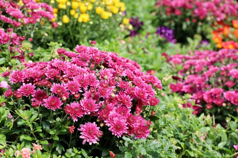 purple chrysanthemums, bushes of autumn flowers in sunny day
