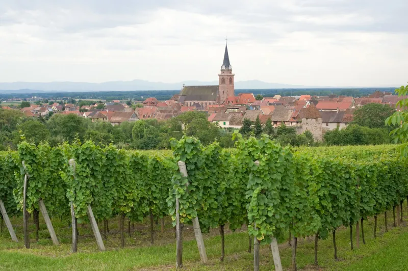 bergheim (bas-rhin, alsace, france) panoramic view with vineyards at summer