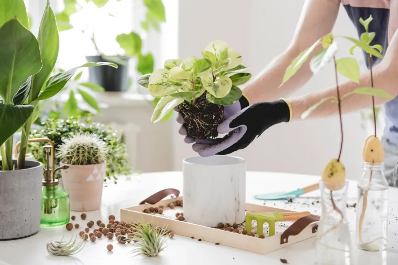 home gardener transplanting plant in ceramic pots on the white wooden table concept of home garden spring time stylish interior with a lot of plants taking care of home plants template