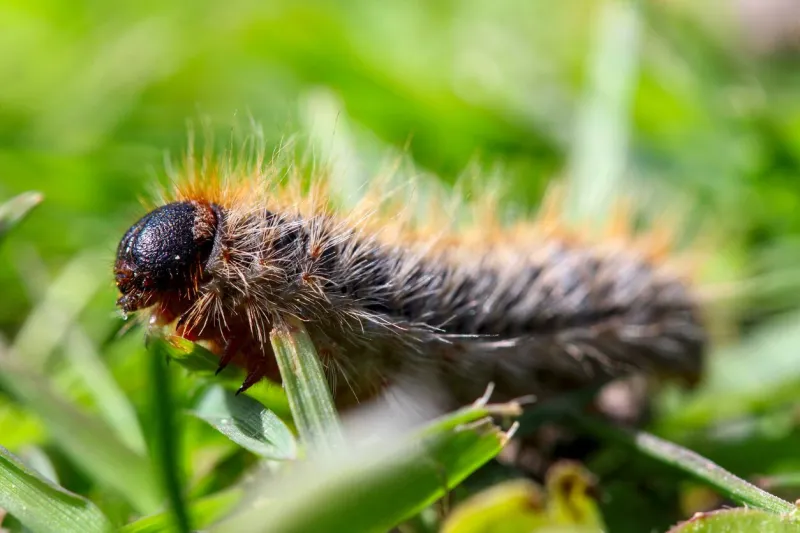 pine processionary (processionary) caterpillars (caterpillar) in the green grass (green lawn) in the flock close up (macro) - (thaumetopoea pityocampa)