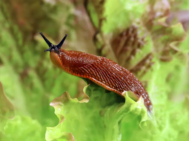 spanish slug, arion vulgaris, in the garden on a lettuce leaf, snail plague in the vegetable patch, the enemy of every hobby gardener