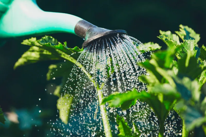 watering from plastic watering can on the garden