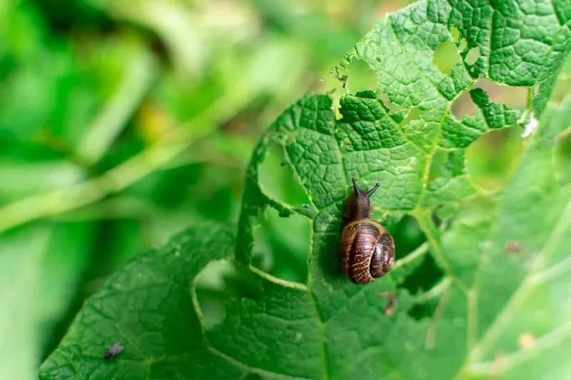 snail eats plants in the forest park problem shallow depth of field