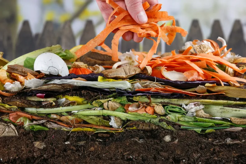 male hand adding carrot peels nto a colorful compost heap consisting of rotting kitchen leftovers