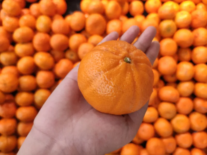 selective focus close-up top-view shot on cactus