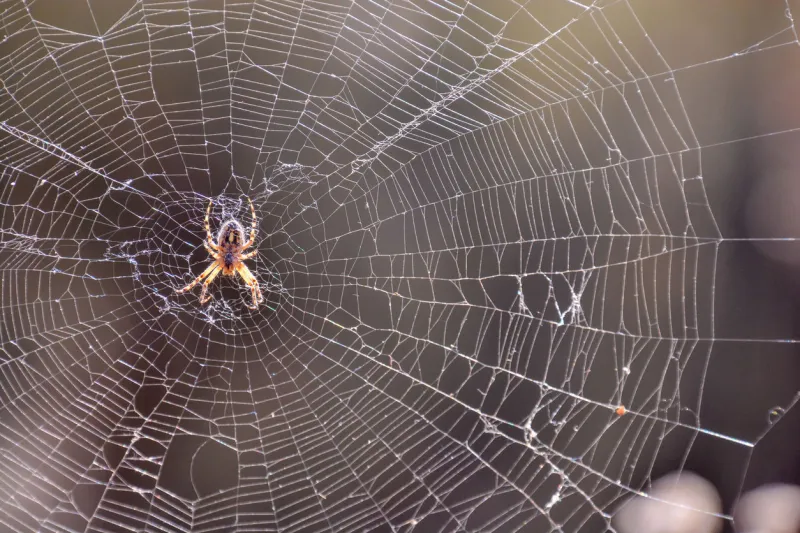 photo picture of a spider and his web