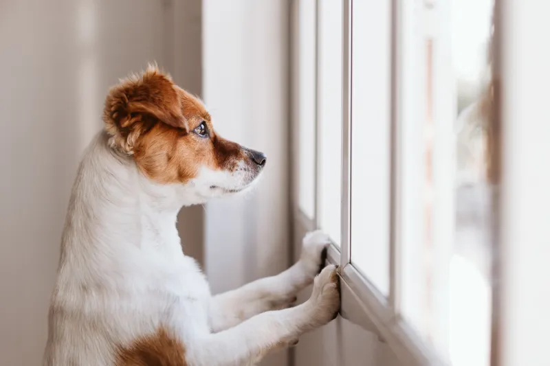 cute small dog standing on two legs and looking away by the window searching or waiting for his owner pets indoors
