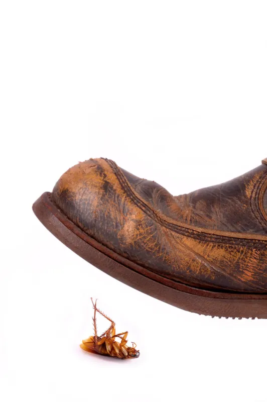 leather boot ready to trample a dead cockroach