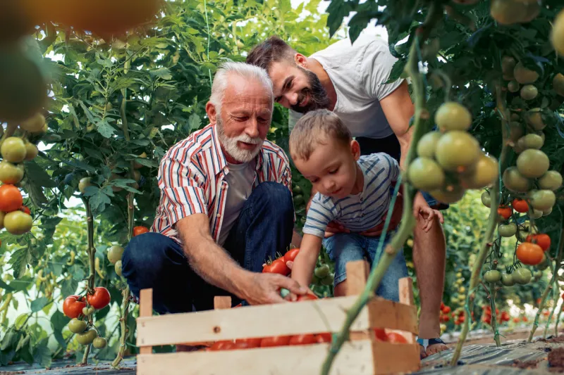 grandfather,son and grandson working in greenhouse,picking tomatoes