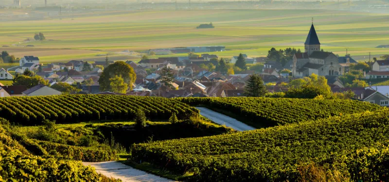 champagne vineyards sacy in marne department, champagne-ardennes, france, europe