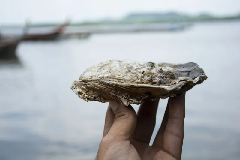 oyster on hand dirty sea one body