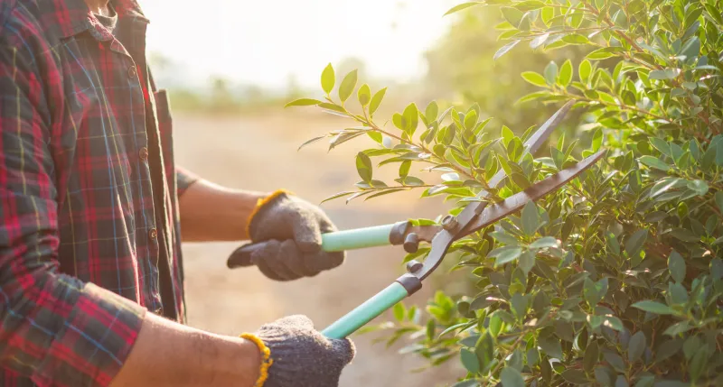 close up people cutting a hedge in the garden home and garden decoration concept