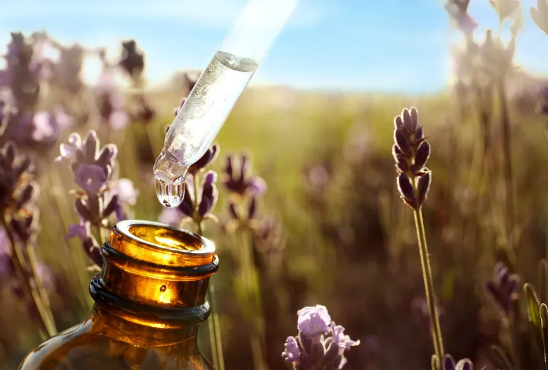 dropper with lavender essential oil over bottle in blooming field, closeup space for text