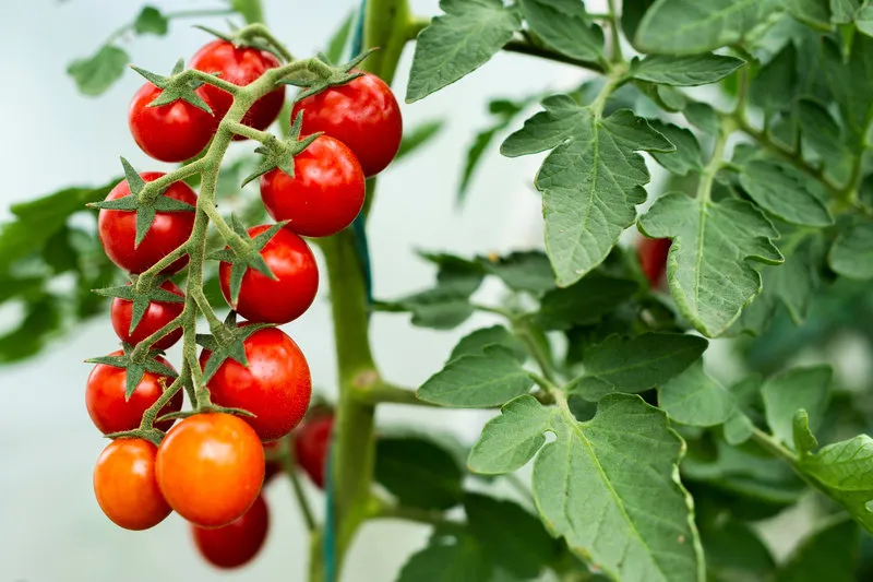 beautiful red ripe cherry tomatoes grown in a greenhouse