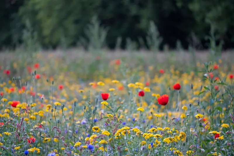 colourful wild flowers including poppies, photographed during su