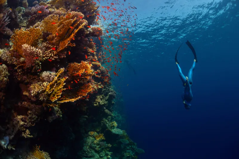 freediver descending along the vivid reef wall red sea, egypt