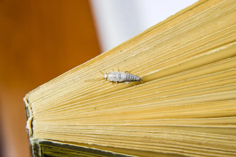 insect feeding on paper - silverfish pest books and newspapers silverfish at the end of the book