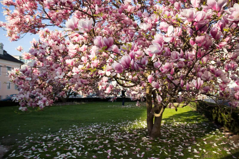 blooming pink magnolia tree in spring in salzburg, germany