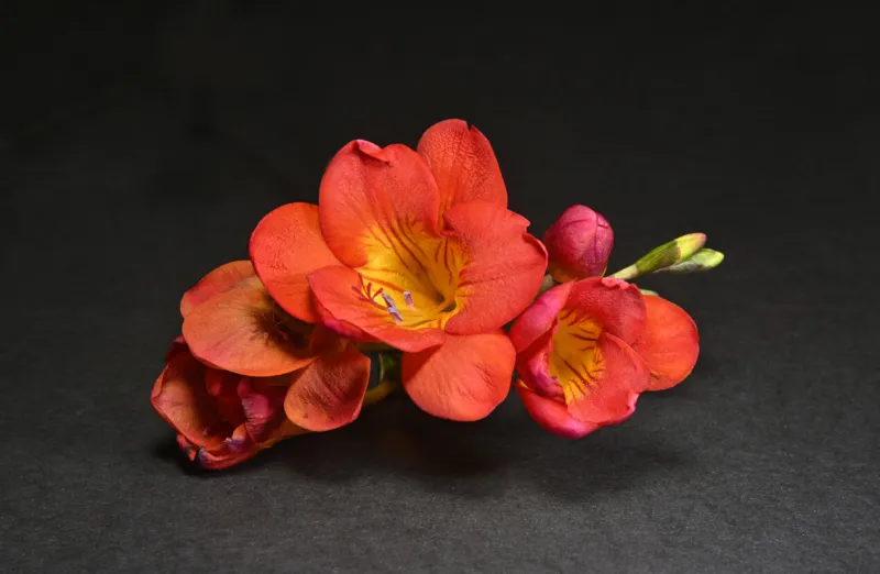 a stem of orange freesia taken indoors to give a background that is graduated from dark grey to black a close-up showing opened flowers and buds in various stages of development