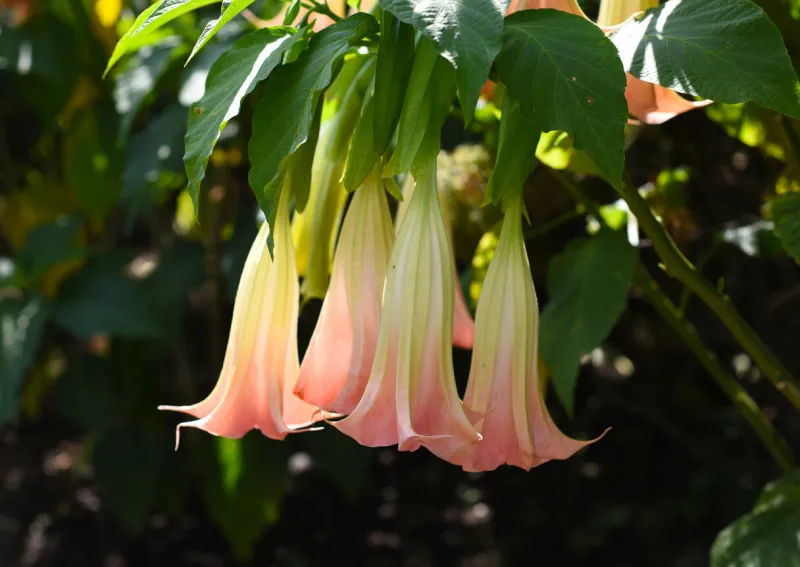 brugmansia flowers growing in russian far east
