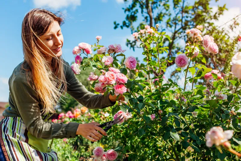 young gardener enjoys blooming roses flowers in sunny summer garden woman grows english james galway pink rose holding pruner to cut stems