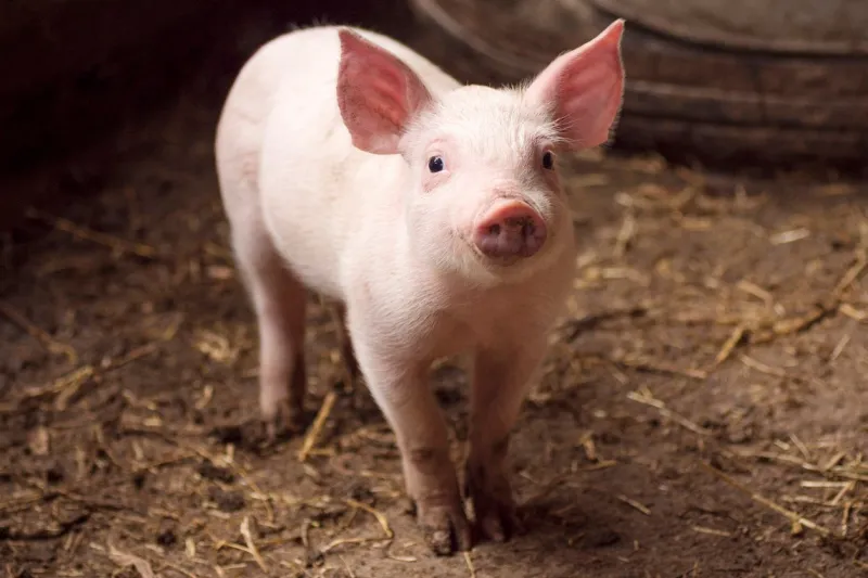 cute little pig or piglet is standing in pigpen, agricultural pig breeding concept