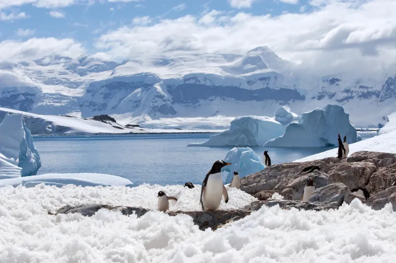groupe de pingouins avec une baie d'iceberg bleu