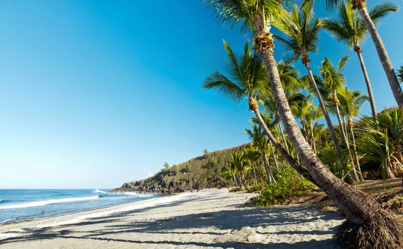 scenic view of palm trees on grande anse beach, reunion island