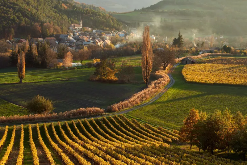vineyards and the village of valserres in autumn at sunset winery and grape vines in the hautes-alpes (05), avance valley, alps, france