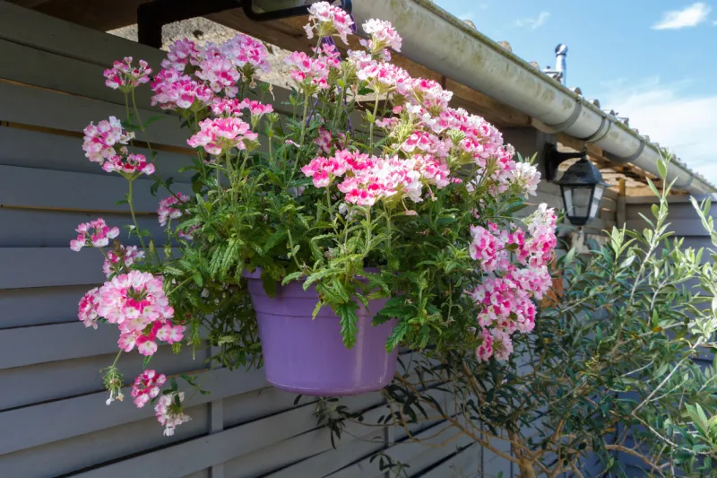 purple planter with pink vervain flowers in a garden during summer