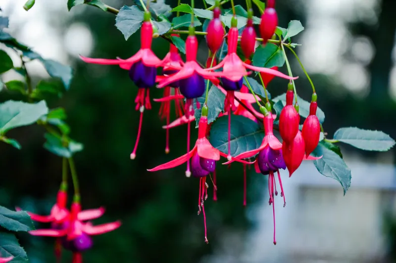 background, beautiful, beauty, blooming, blossom, closeup, colorful, flower, fuchsia, garden, gardening, green, hanging, hummingbird, leaf, natural, outdoor, petal, pink, pretty, purple, red, summer, tropical, violet, vivid