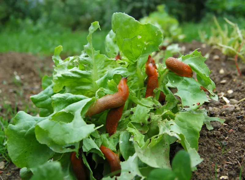 snail invasion on the salad garden