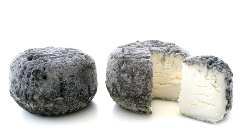 goat cheeses crottin de chavignol in front of white background
