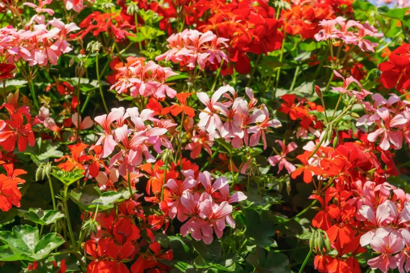 a huge bush of geranium planted in pots on a polethe decoration of the citygardening