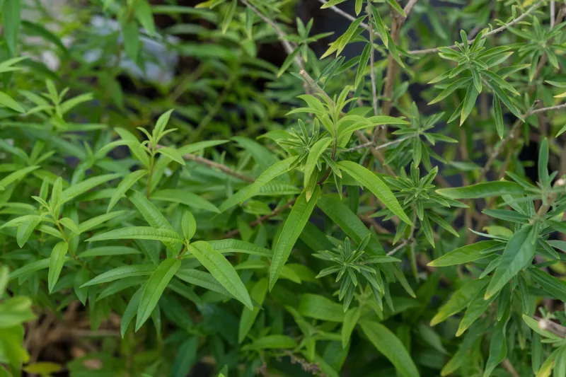 bubble gum plant lippia polystacha close up with leaf in garden
