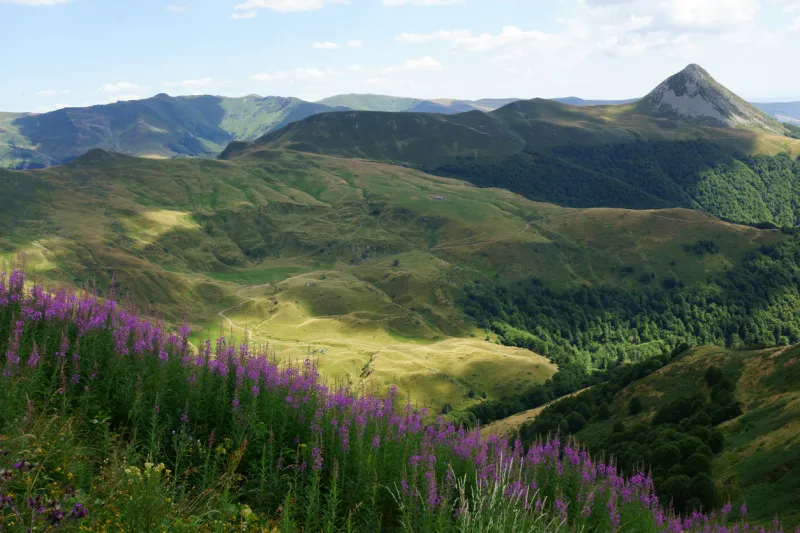 vue du puy griou dans le cantal avec fleurs en premier plan