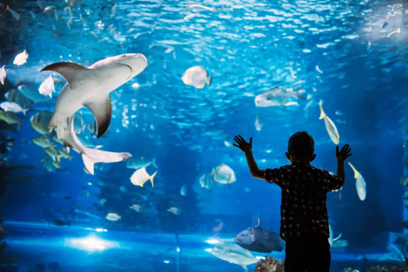 serious boy looking in aquarium with tropical fish at ocenarium