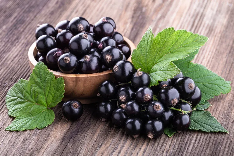 fresh ripe black currant in wooden bowl with original leaves on rustic old background close-up healthy food, harvesting, vitamin
