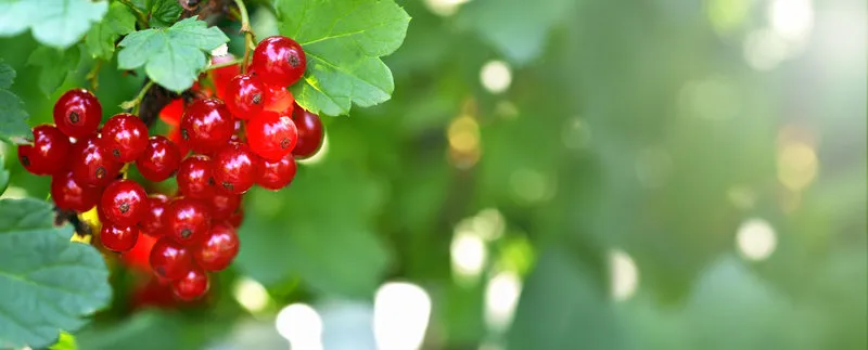 banner red currant a bunch of red currants in the shape of a heart on a currant bush summer harvest background valentine's day