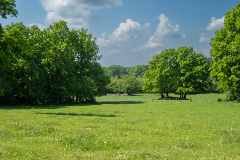 it conveys a sense of calm and tranquility, showcasing the beauty of nature the image invites the viewer to appreciate the simple yet serene beauty of the natural world