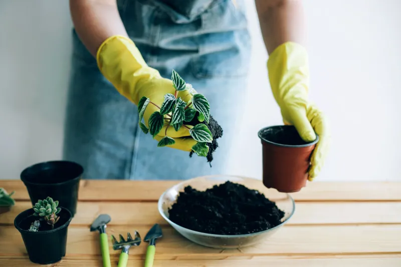 planting decorative plants at home hands of a young woman planting in the flower pot
