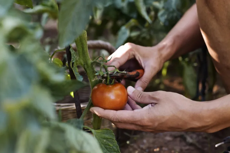 closeup of a young caucasian man picking a tomato with pruning shears from the plant in an organic orchard