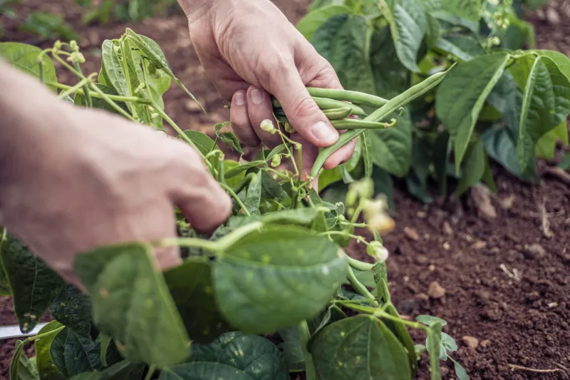 farmer's hands harvesting green beans in a vegetable garden